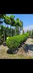 Vând buxus glob de calitate foarte bună