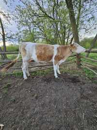 De vanzare  vaca  de tinut sau abator