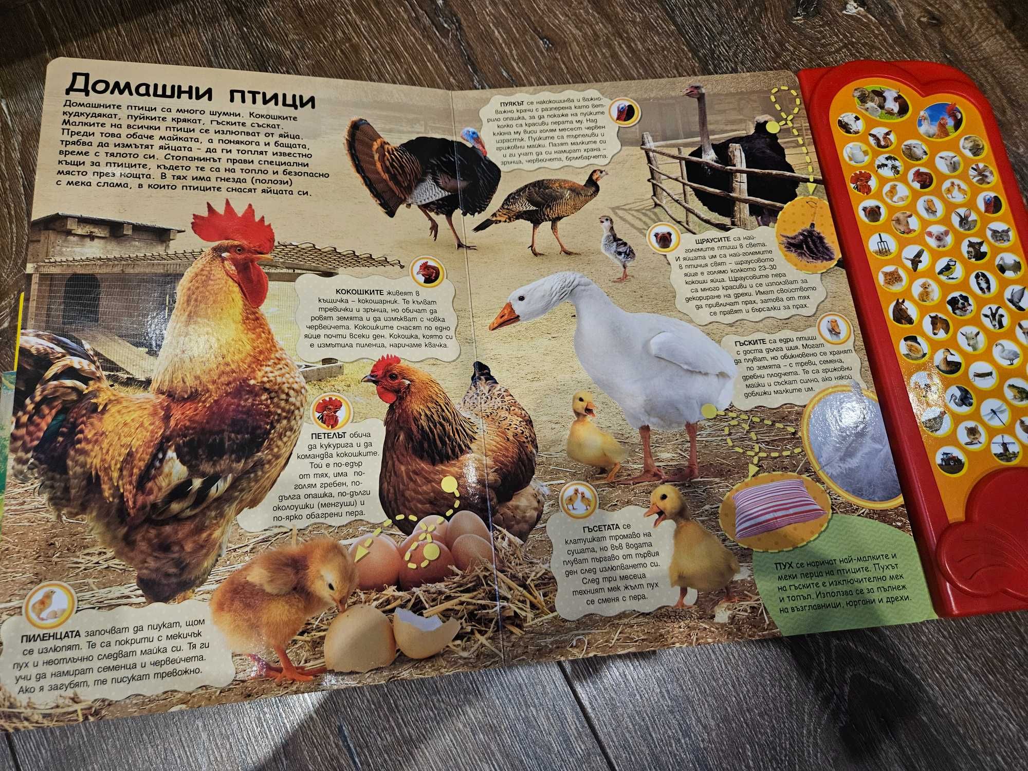 Музикални книжки за диви животни и животните във фермата