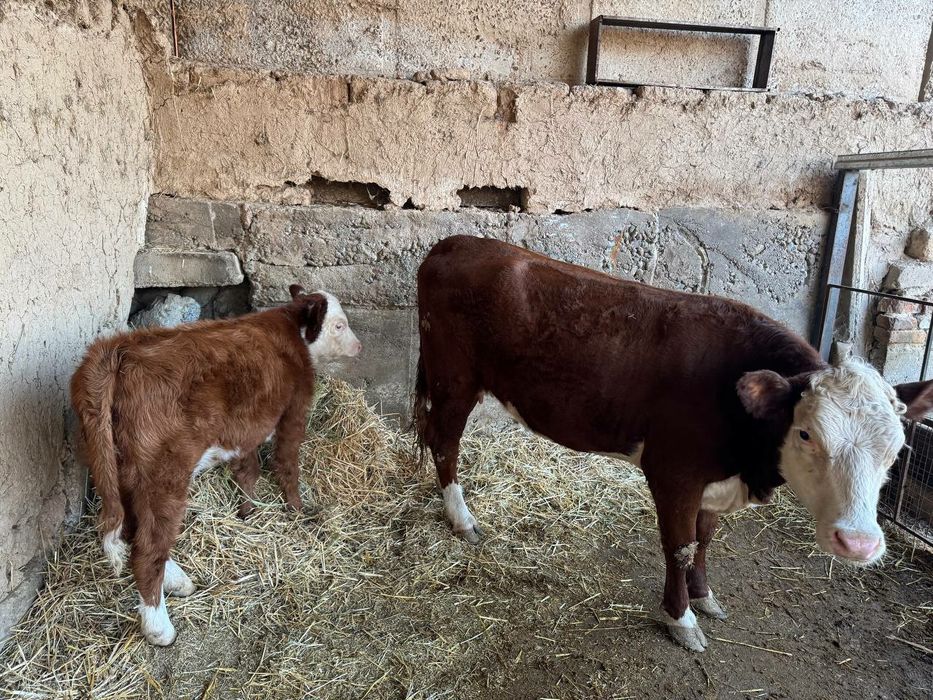 Герефорд gereford сигир боласи билан