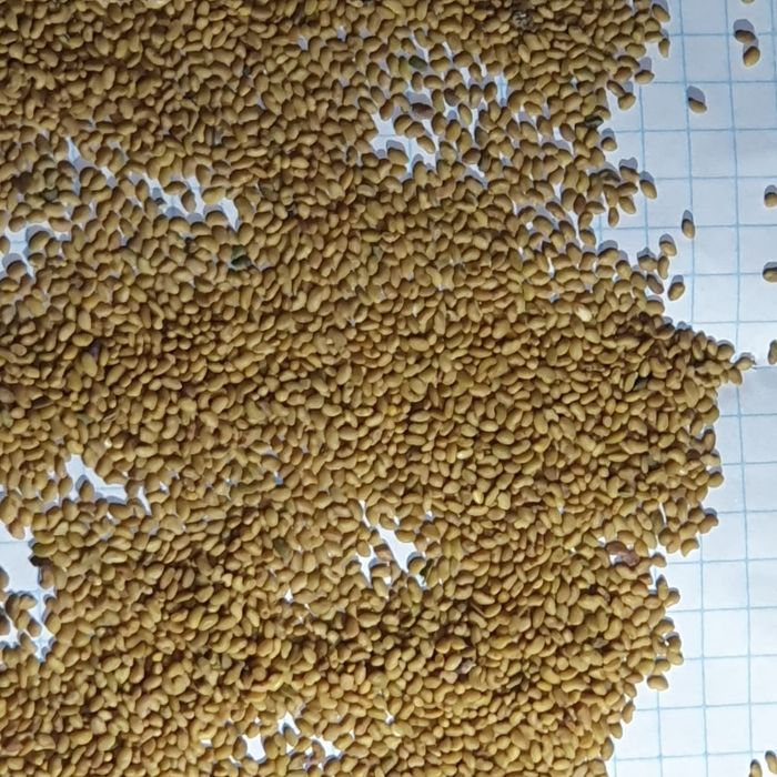 Семена люцерны !