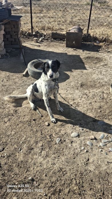 Собака, домашняя, 1 год