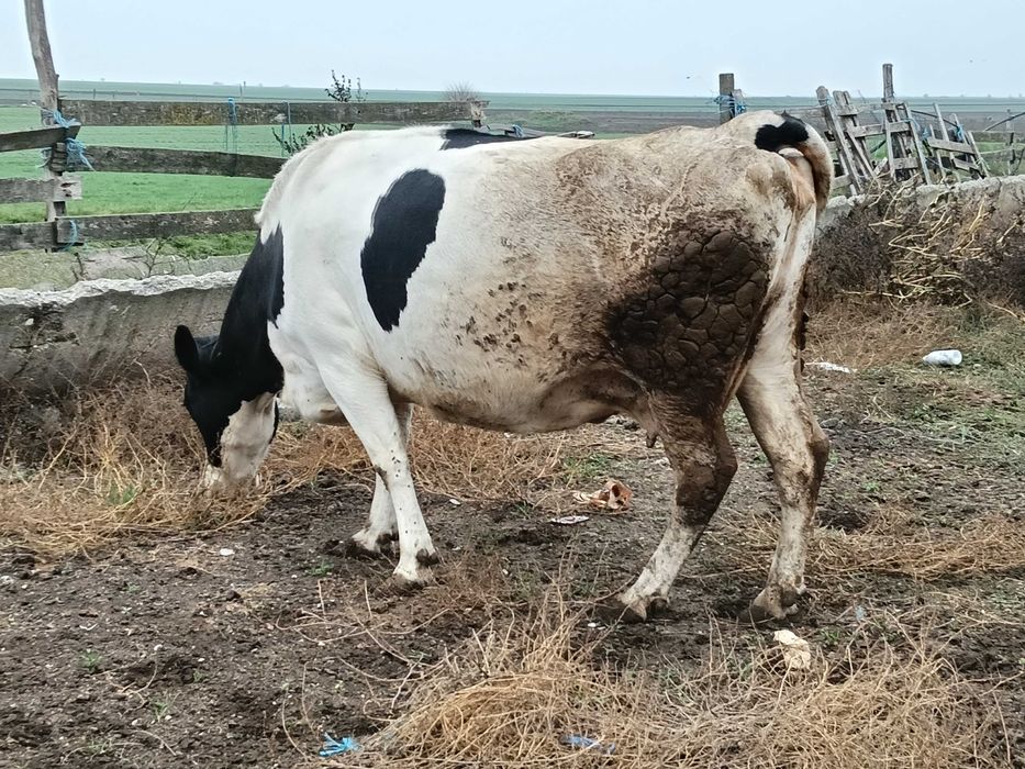 Vând vacă gestanta