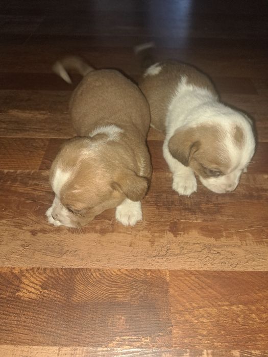 Adopție cinci căței