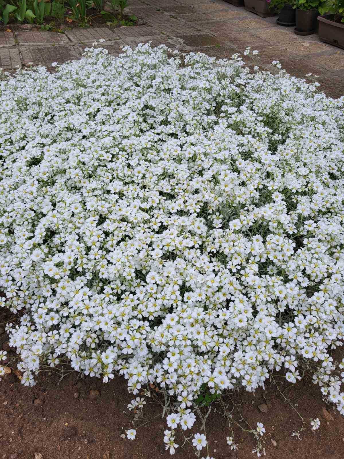Продавам почвопокривно растение Cerastium tomentosum