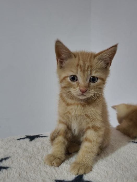 Скотиш фолд и страйд