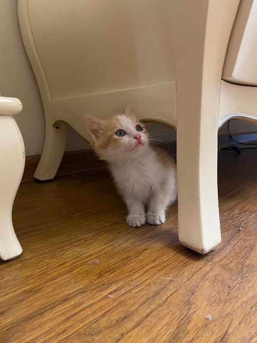 Котенок  в добрые руки