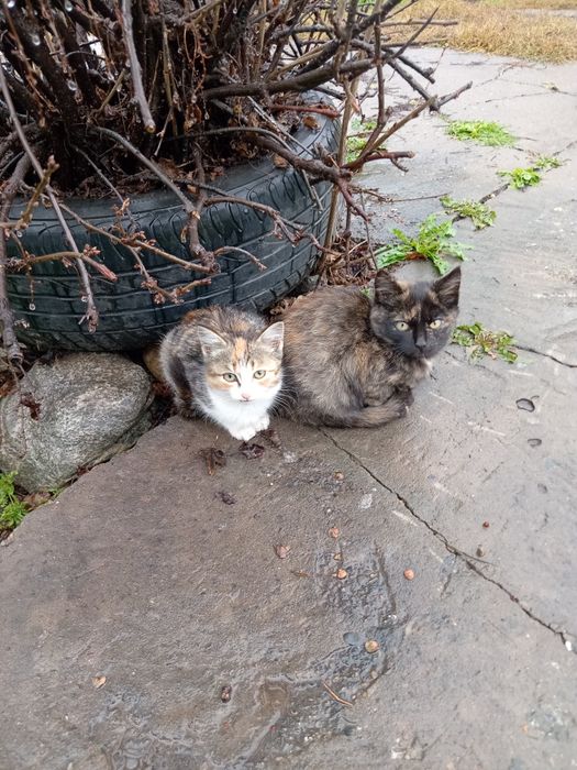 Котята трехшорстные девочки