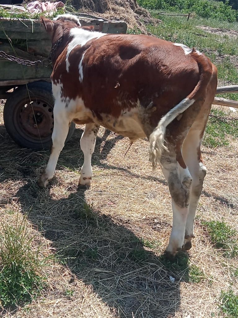 De vanzare un taurasi