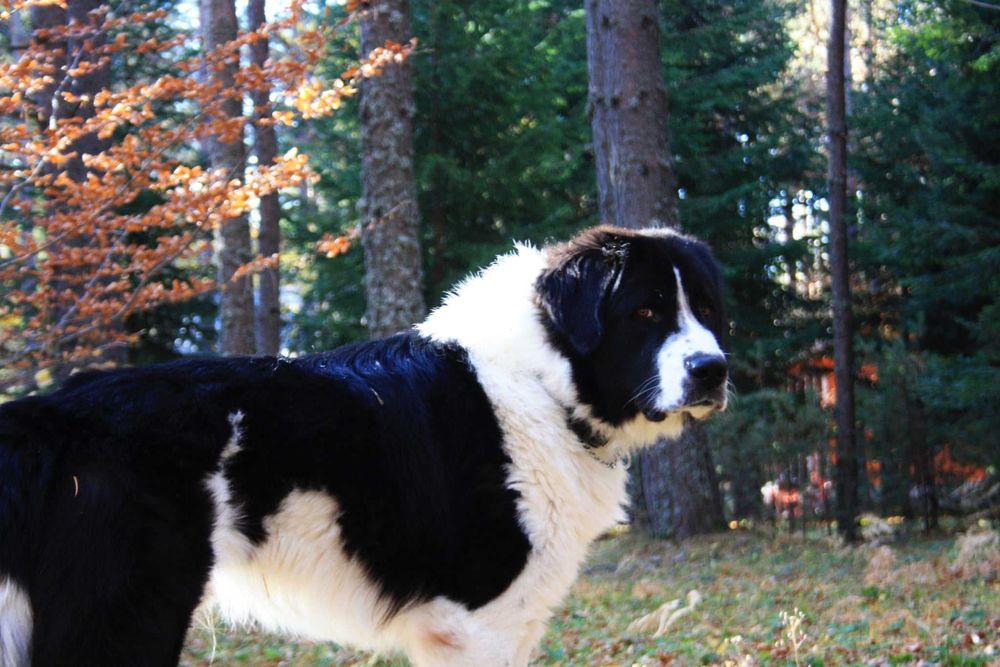 Буковинска овчарка с родословие