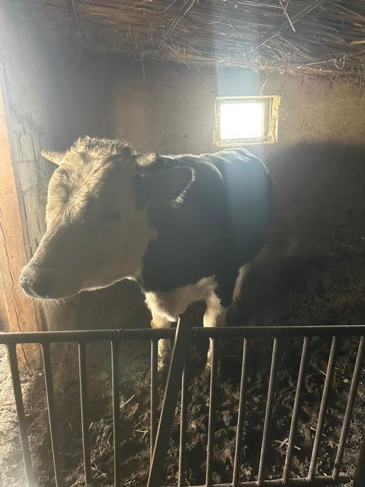 Бык 1,5 годовалый