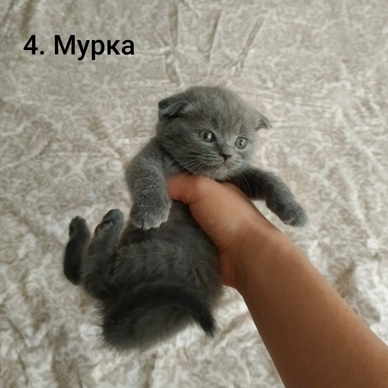 Scottish fold/strayt