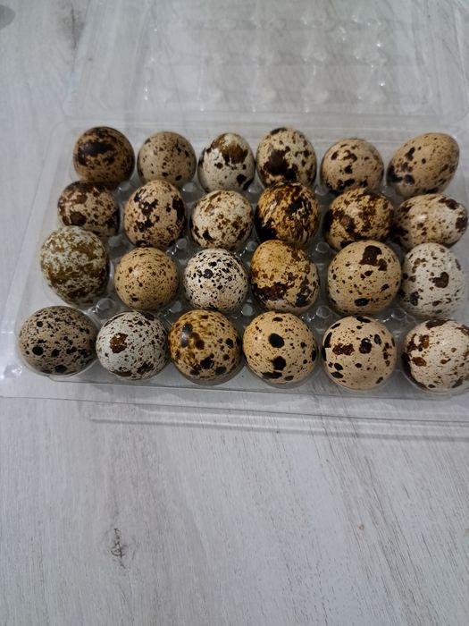 oua de prepelita,pui ,prepelite care oua