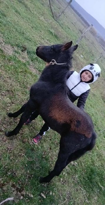 Vând manzuca 4 luni