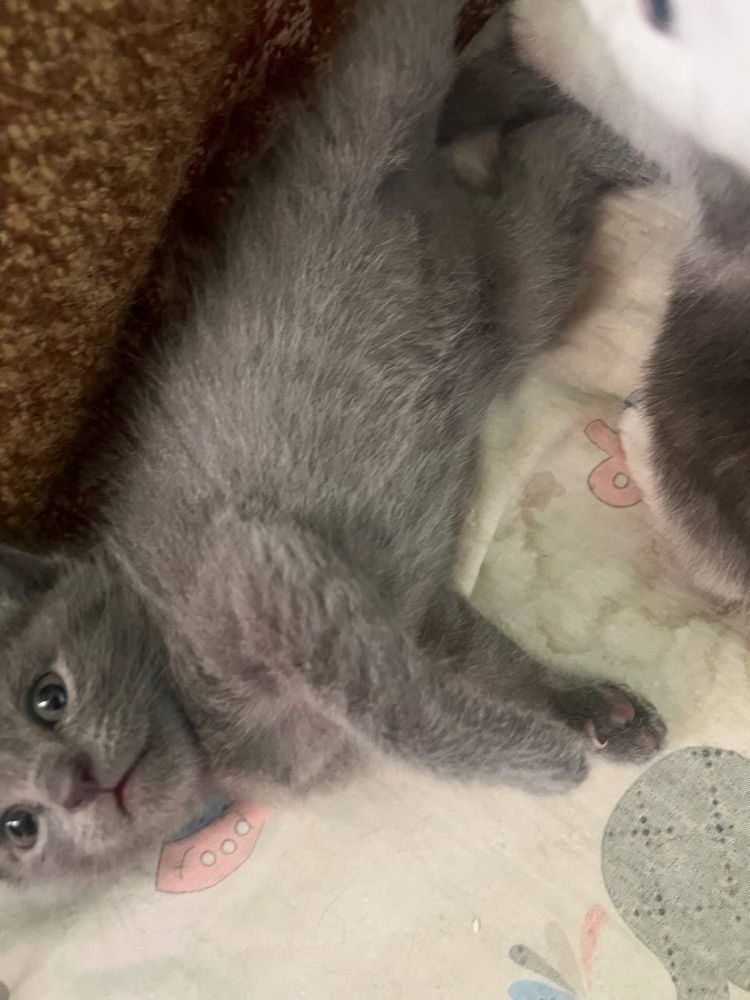 Котята скоттиш страйт