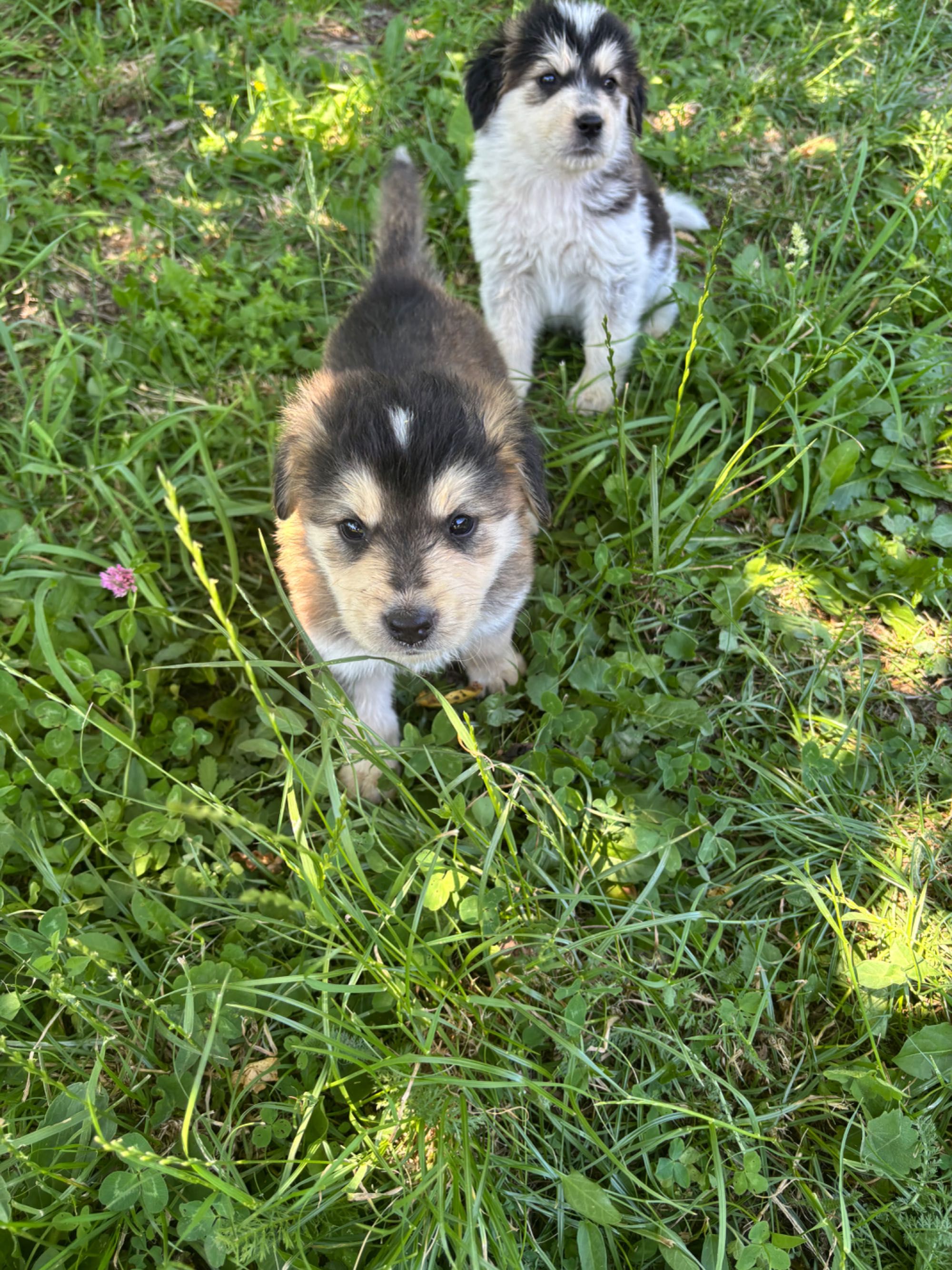 Ofer cațelusi pentru adoptie