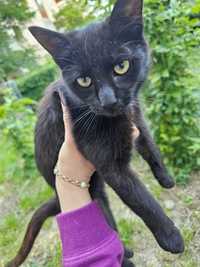 Pisicuta complet neagra spre adoptie