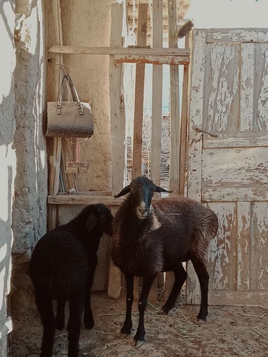 Qoy qozisi menen