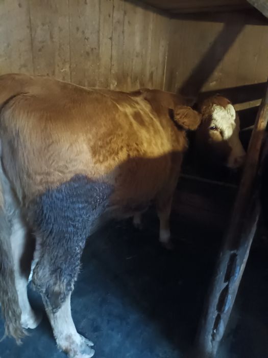 Junca balţată gestantă