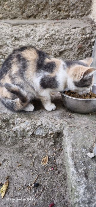 Котенца търсят дом