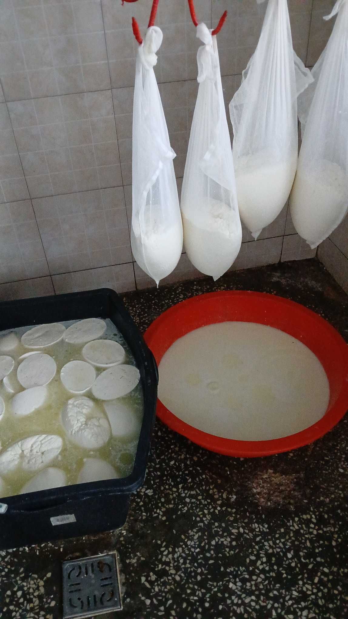 Vand branza proaspata de capra, en gros 35 lei/kg.