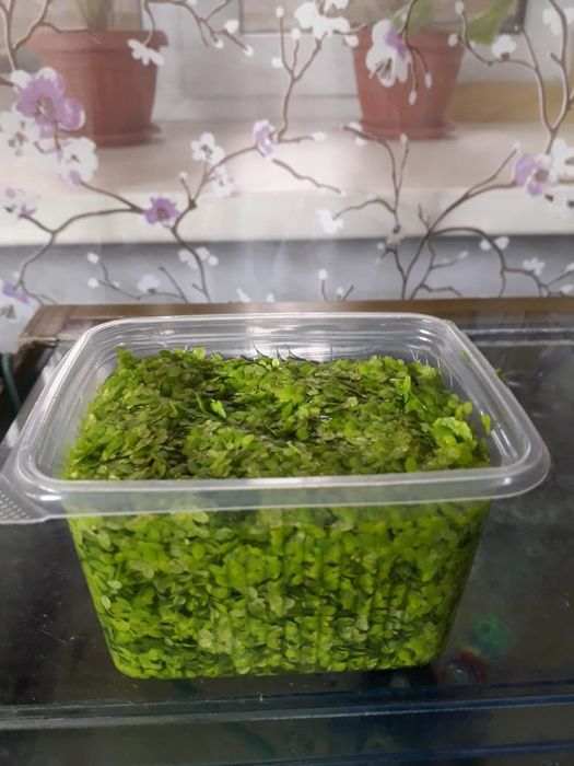 Аквариумные растения
