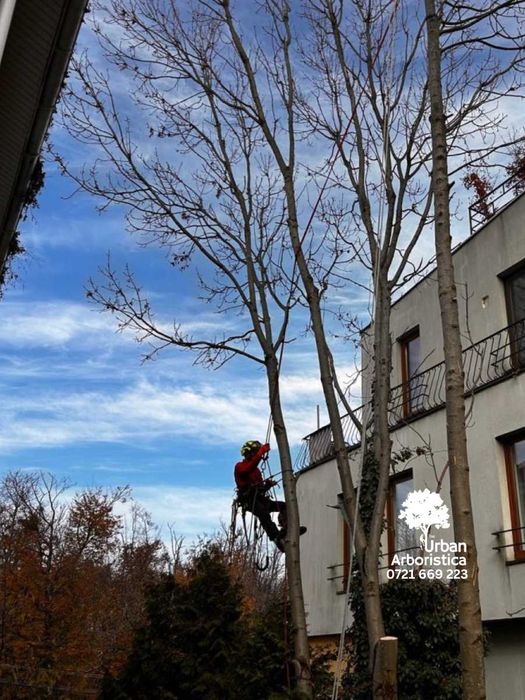 Toaletare Nuc sau Taiere Fără Pagube - Servicii Arborist Cluj-Napoca