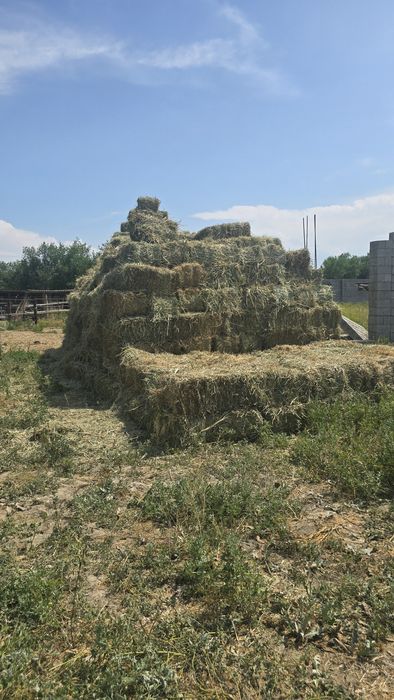 Продам Люцерну 1200