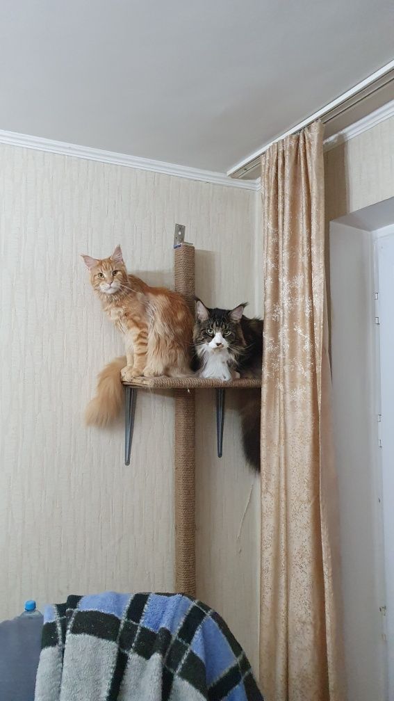 Когтеточка и полка к ней.