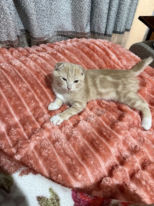 Отдам коненка скотиш фолд