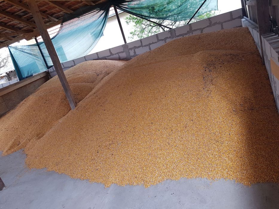 Vand porumb si grau asigur transport