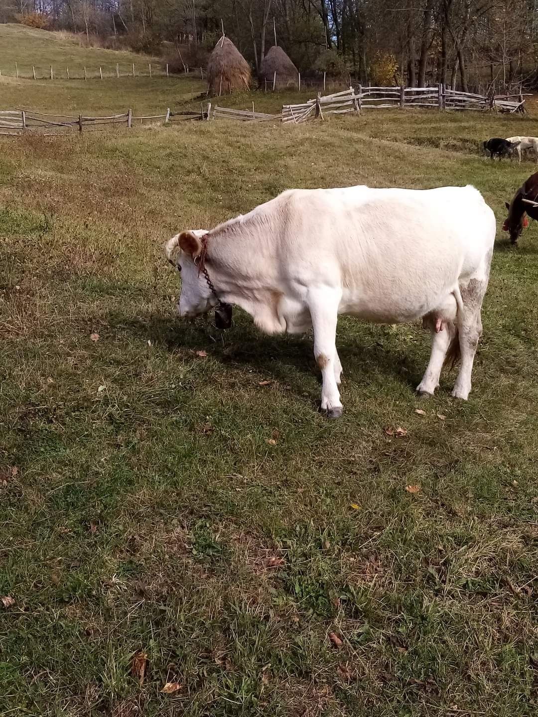 Vând vaca cu vițel