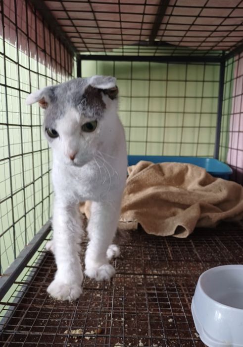 Любимые животные