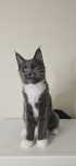 Maine coon pisica