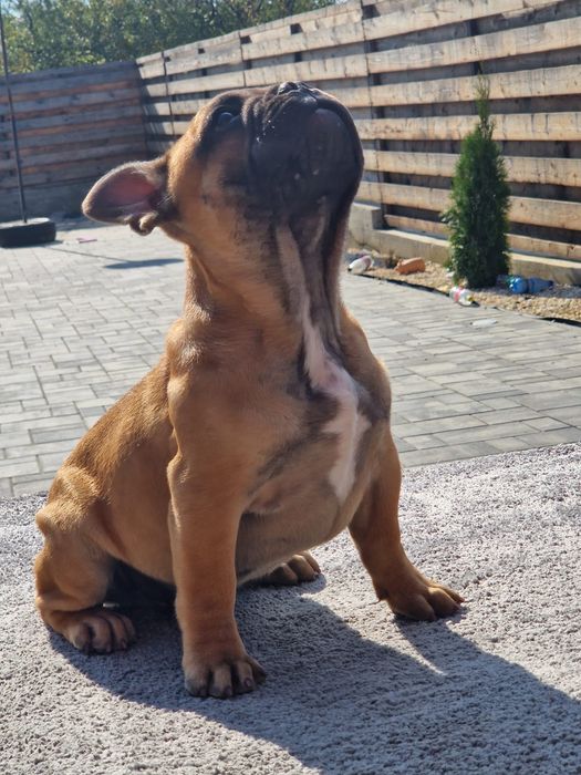 Bulldog francez mascul