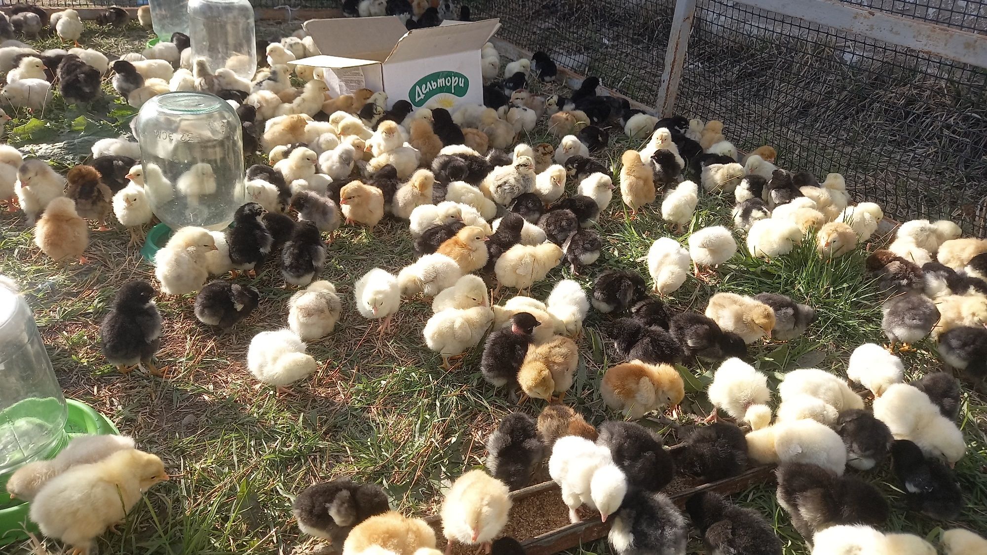 Шөжелер артурлы пародалы
