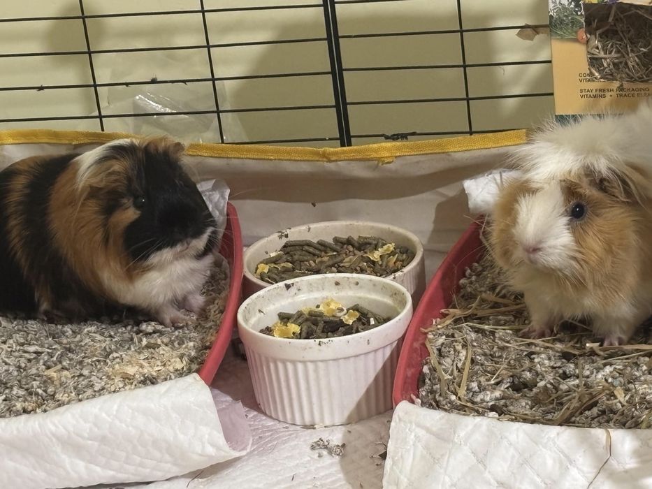 Porcusori de guineea