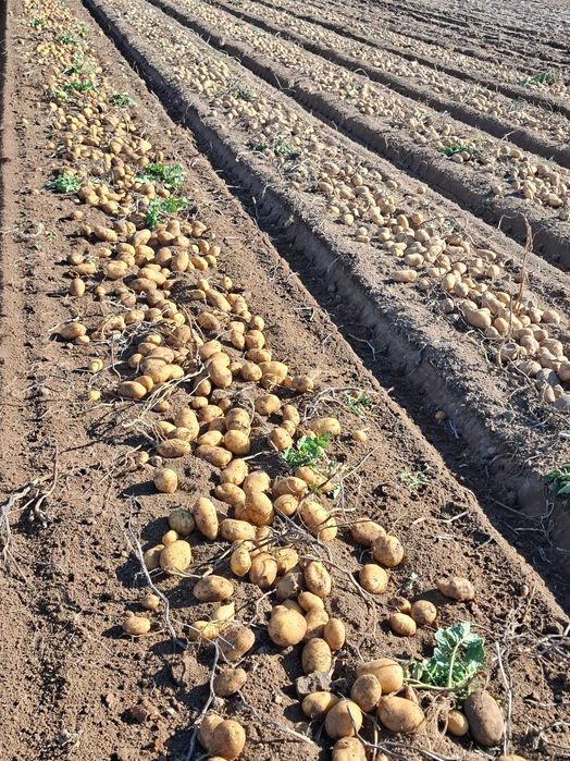 Продавам едър картоф СОРАЯ 0.80ст