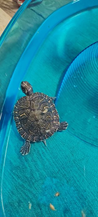 Vand broască țestoasă