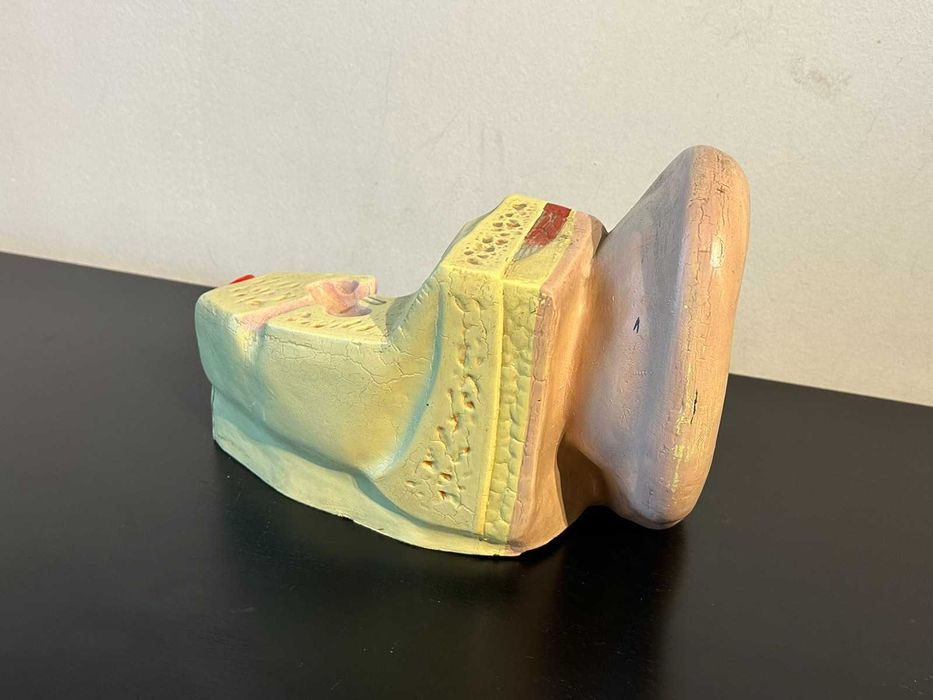 Соц Анатомичен Модел на Човешко Ухо