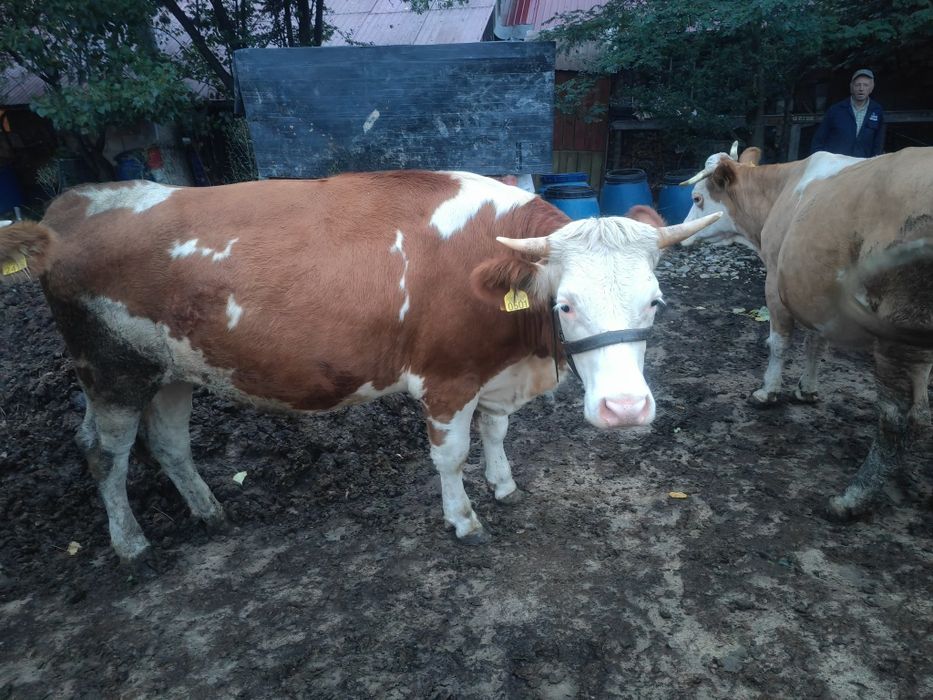 Vând 2 juninci gestante