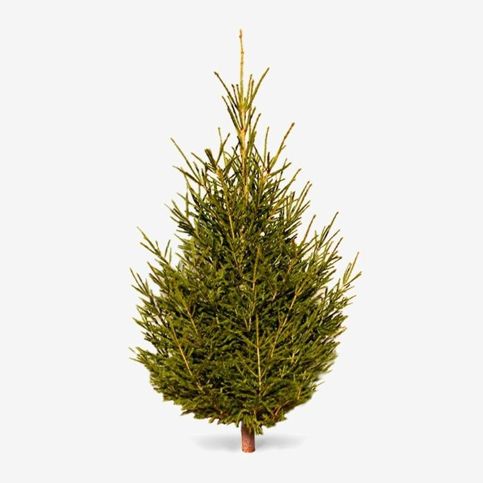 Новогодние живые елки в алматы, Сибирская ель с ароматом хвои