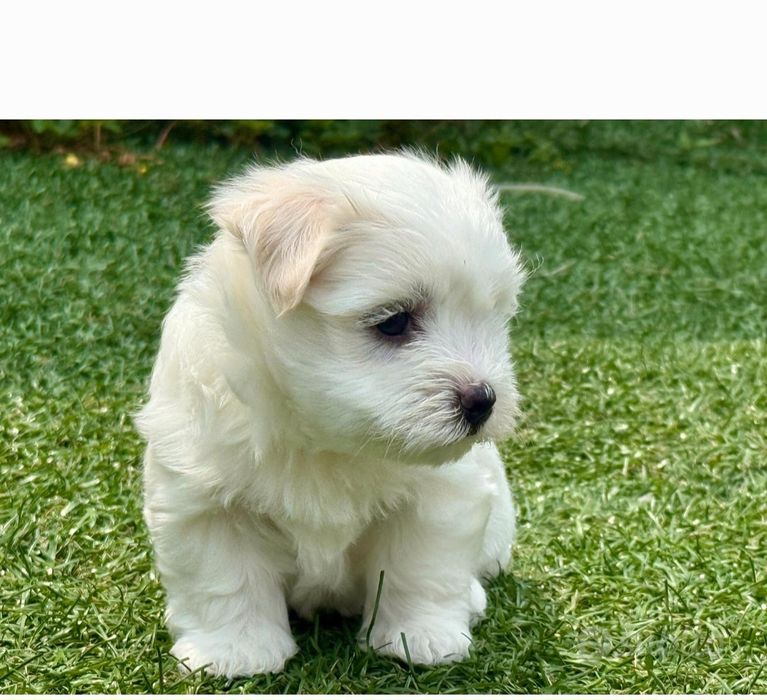 Bichon maltez talie mica
