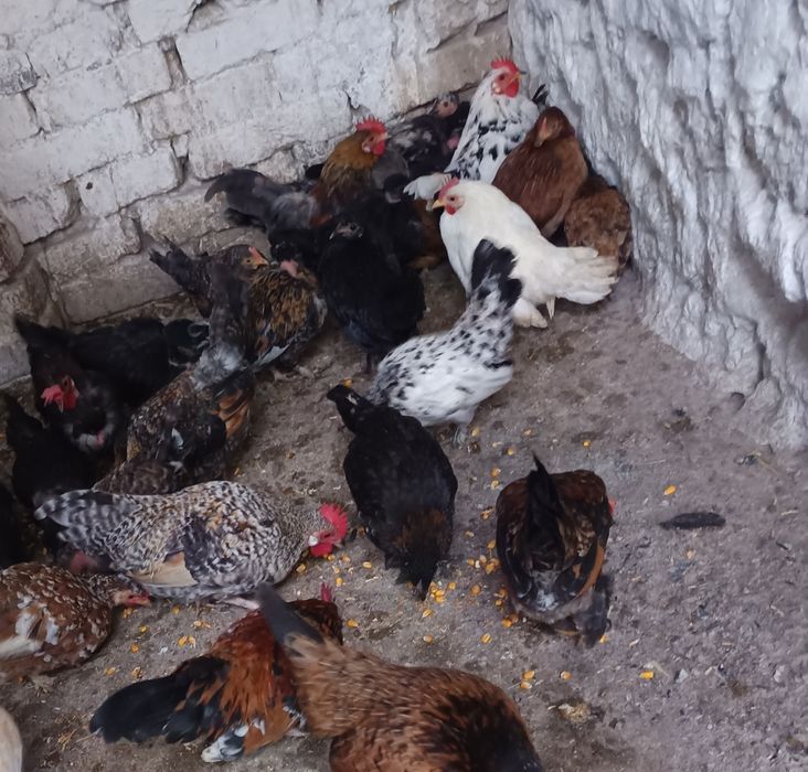 Vând cocoși la alegere