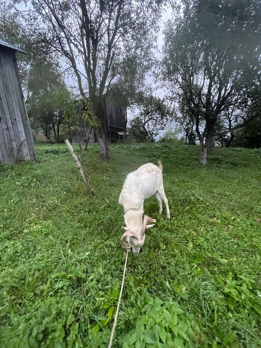 Tap și ieduta saanen