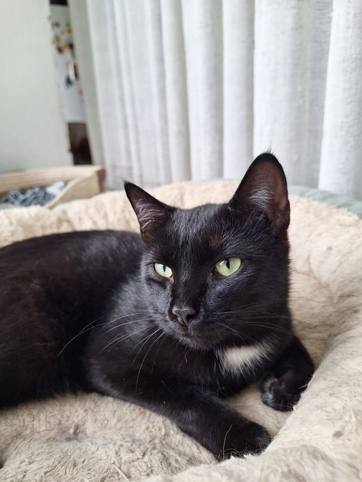 Отдам шикарного котика