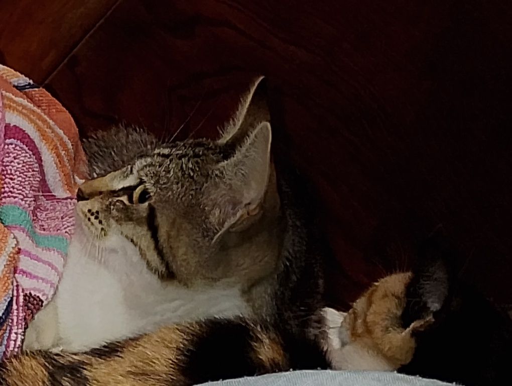 Подарявам котета. Здрави игриви . На 3 месеца.