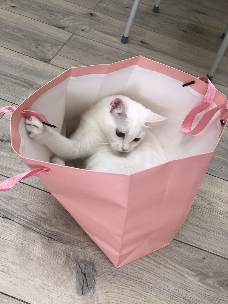 Отдаем кошку в ласковые руки