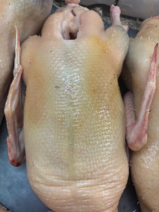 Продам мямо домашней утки и бройлера