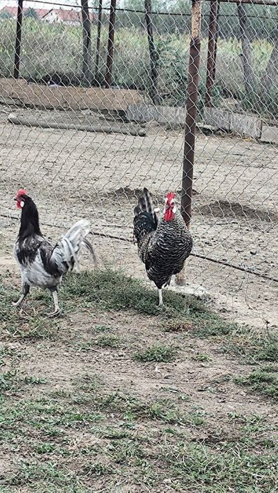 Vindem Rate macanitoare tinere din primavara , cocoși